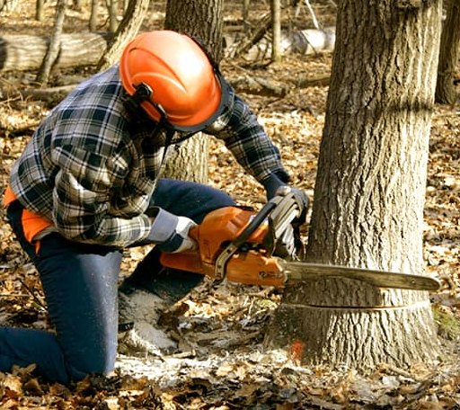 Tree Removal in Kress, TX